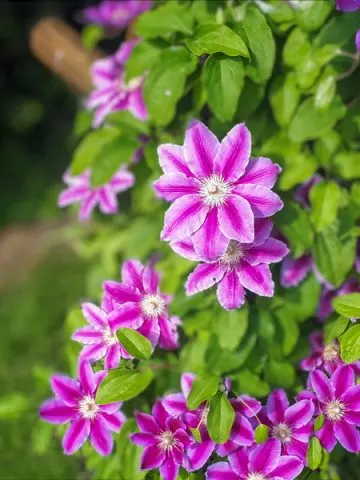 Pink and white clematis on wooden post