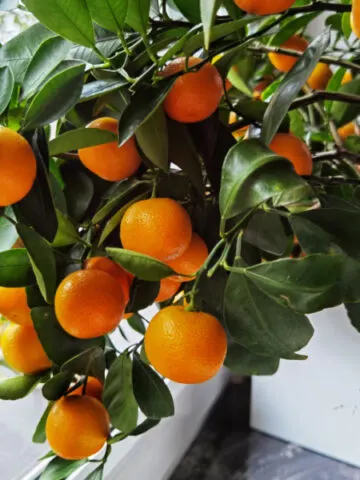 A calamondin tree growing by a window