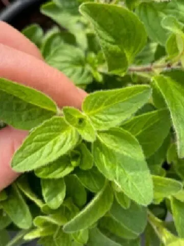A hand harvesting fresh oregano leaves