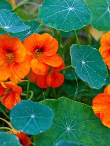 Orange nasturtium and their green leaves