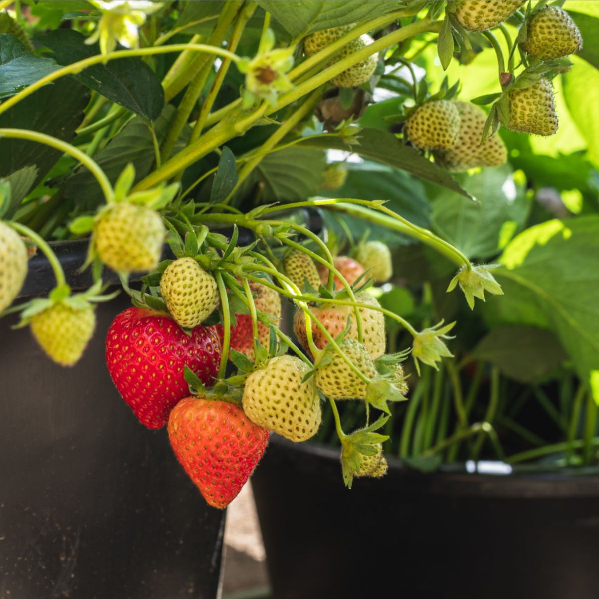 grow strawberries in pots