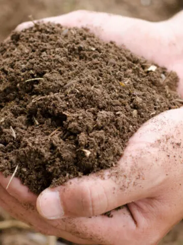 Two hands holding finished compost