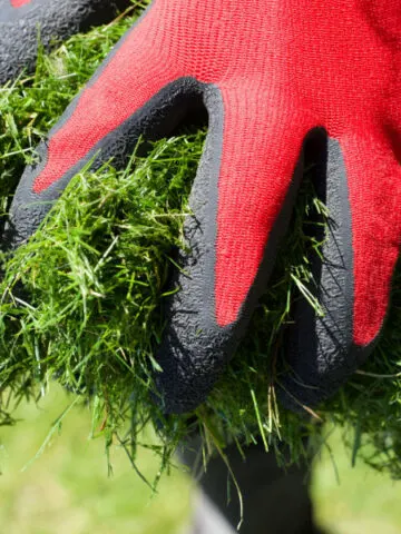 green grass clippings