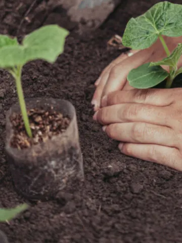 cucumber planting mistakes to avoid