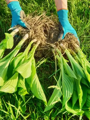 spring hosta divide