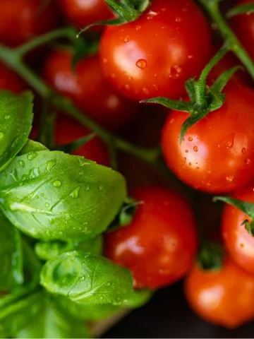 tomato plants with basil