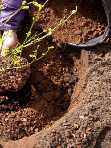 how to plant and grow blueberry bushes