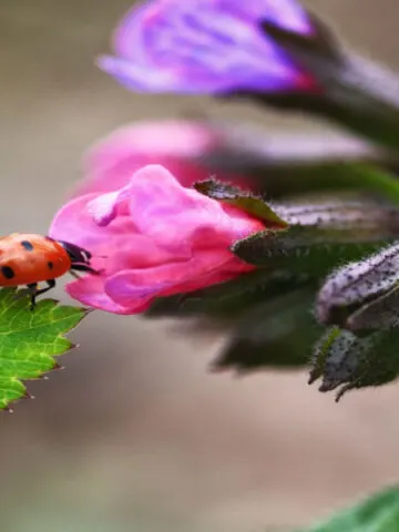 attract ladybugs - ladybugs on plants