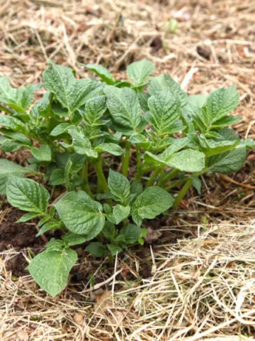 mulch around a potato plant