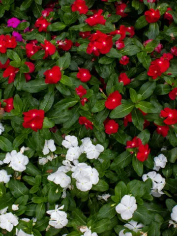 vinca blooming