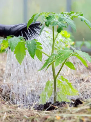 A green watering can watering a young tomato plant.
