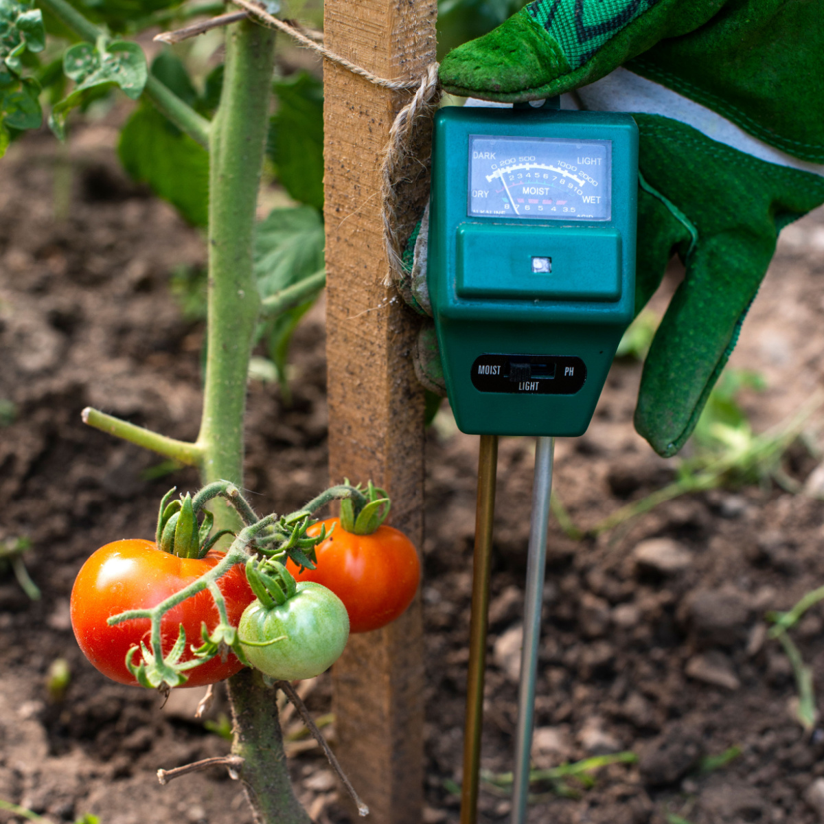 A moisture meter being used next to a tomato plant.