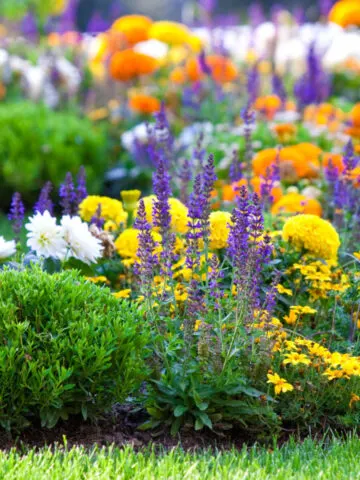A flowerbed full of flowers needing to be fertilized with compost tea.