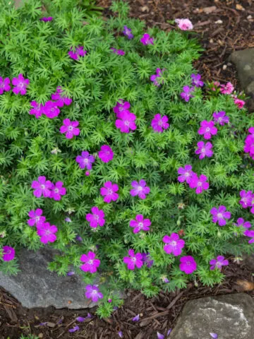 Purple hardy geraniums growing amongst some rocks.