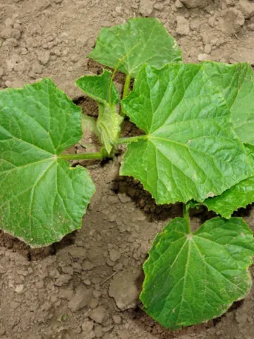 struggling cucumber plants