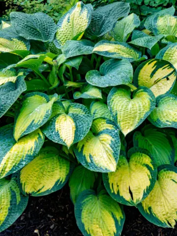 keep hostas looking good