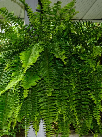 how to water and fertilize ferns