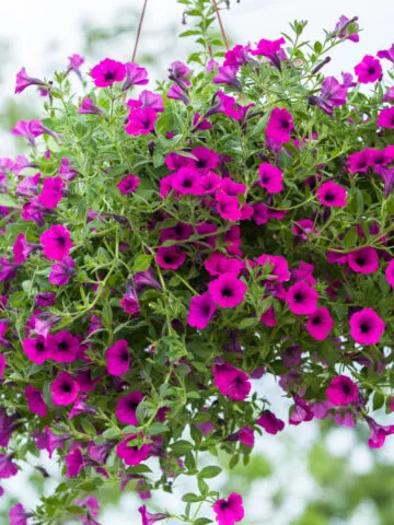 An overgrown hanging basket