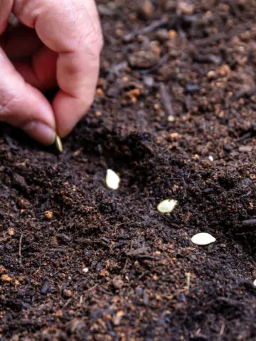 Sowing seeds in the summer