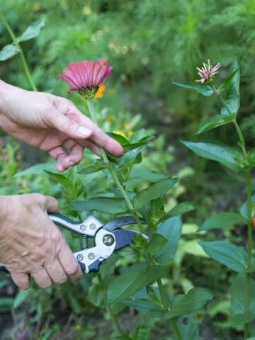 Someone deadheading zinnias