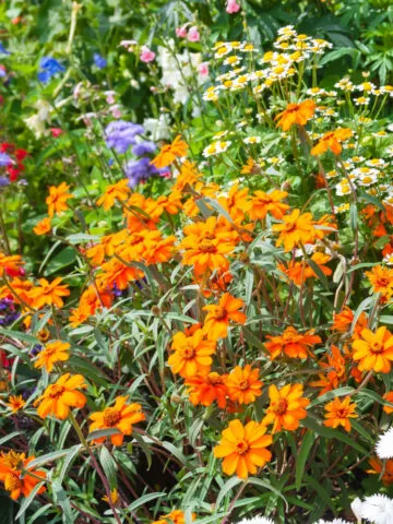 weed free flowerbeds