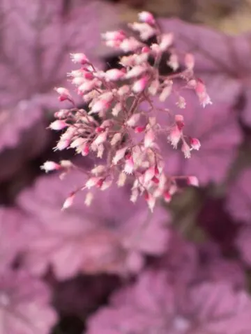 Coral Bells