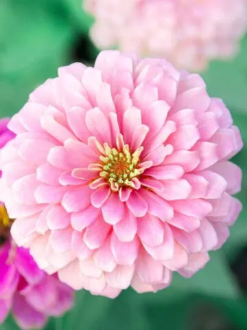 Pink Zinnia flower