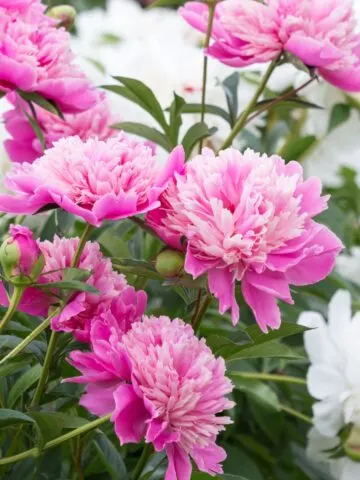 How to Divide Peonies In The Fall