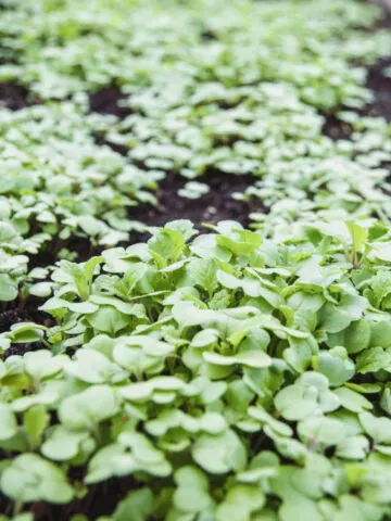 Newly growing mustard seeds as cover crops