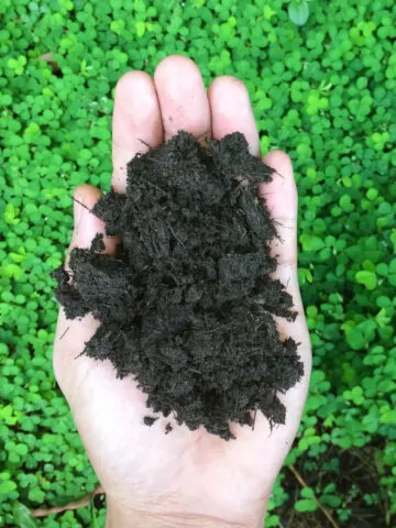 how to plant a fall garden cover crop