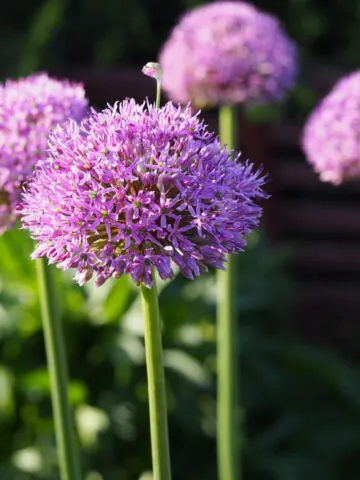 planting allium in the fall