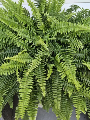 A big, overgrown fern