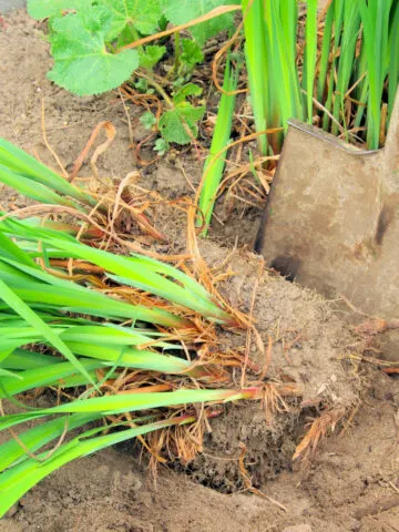 Dividing perennial daylilies in the fall