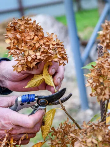 Pruning a hydrangea bush in the fall
