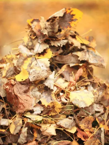 A pile of autumn leaves