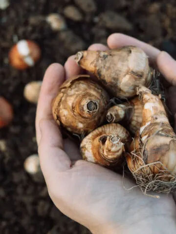 Two hands holding daffodil bulbs in the fall with some already planted in the background.
