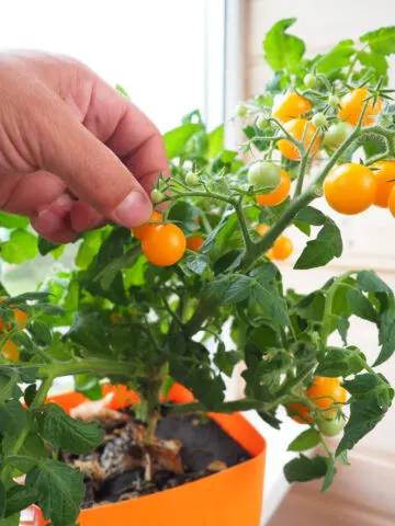 A hand harvesting orange ripe cherry tomatoes that were grown indoors.