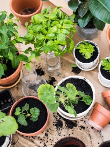 A bunch of different houseplants being repotted with worm castings and potting soil.