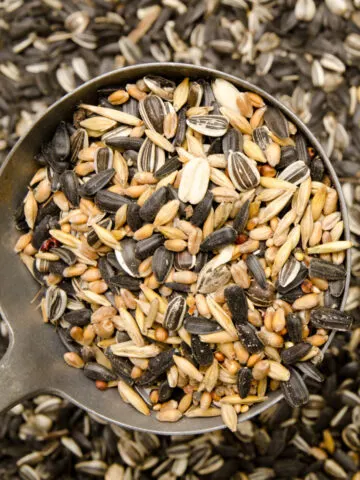 sunflower - birdseed - birdfeed