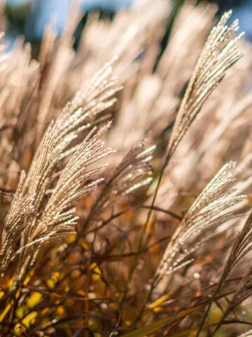 ornamental grasses - before winter
