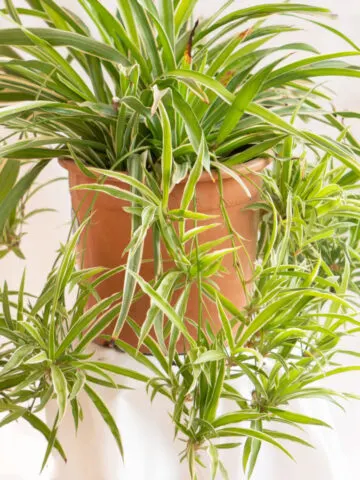 fertilize spider plant