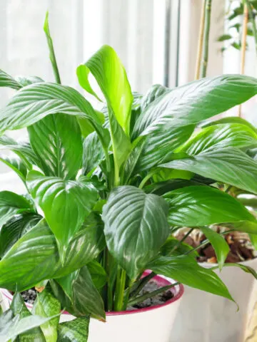 Houseplants next to a bright window