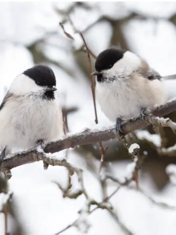 feeding chickadees in the winter