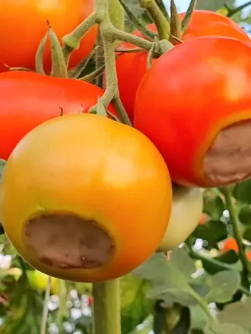 A few ripening tomatoes looking mostly healthy but with blossom end rot starting to form.