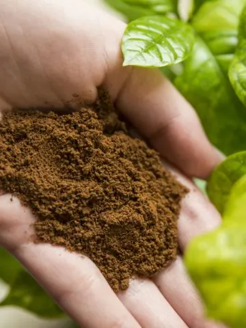 A hand holding out used coffee grounds next to green foliage.