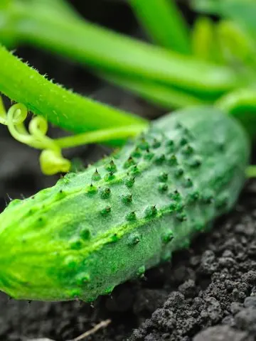 how to grow cucumbers