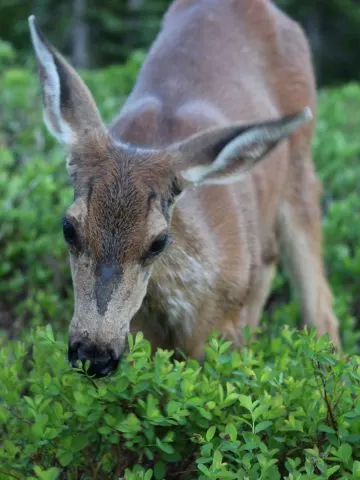 deer eating bushes