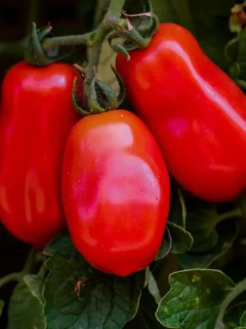Grow San Marzano
