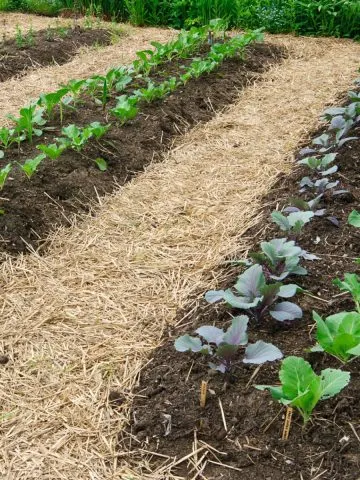 how to create a no till garden