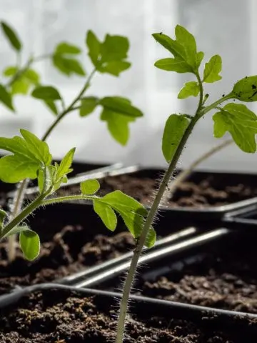 start seeds in windows